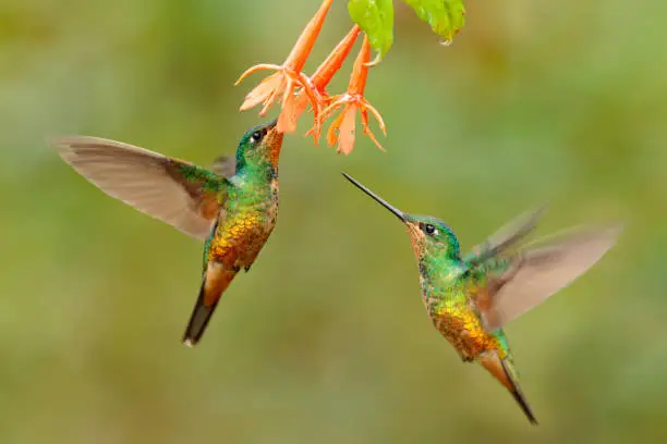 Hummingbird Golden-bellied Starfrontlet, Coeligena bonapartei, with long golden tail, beautiful action flight scene with open wings, clear green backgroud, Chicaque Natural Park, Colombia. Two birds.