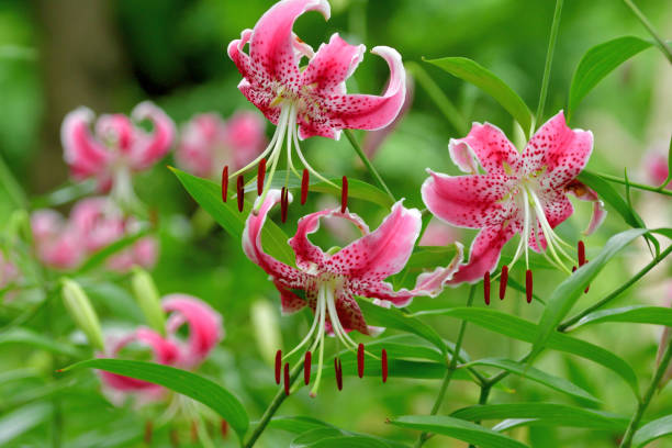 istock Japanese lily / Lilium speciosum 1263614355