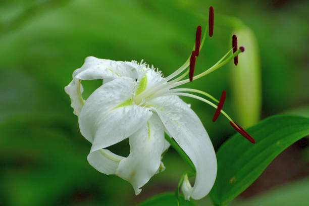 istock Japanese lily / Lilium speciosum 1263614370
