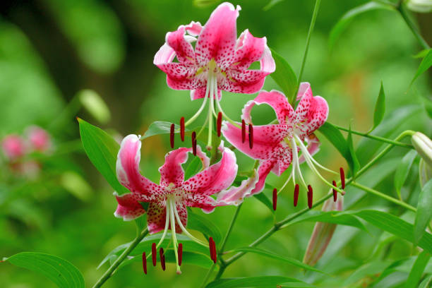 istock Japanese lily / Lilium speciosum 1263614410
