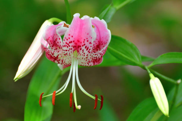 istock Japanese lily / Lilium speciosum 1263614940