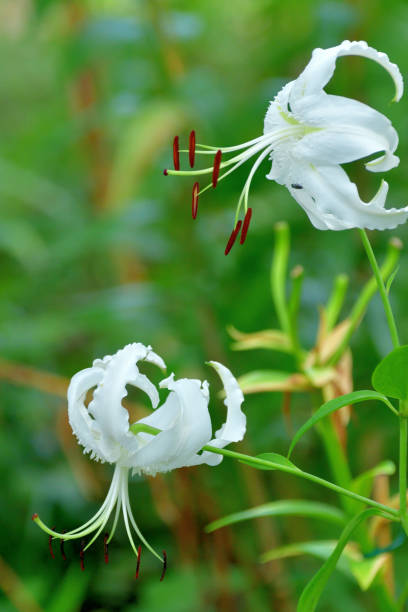 istock Japanese lily / Lilium speciosum 1263614985