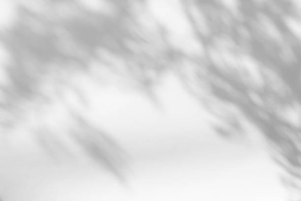 shadows of the tree branches on a white wall Blurred overlay effect for photo. Gray shadows of tree branches on a white wall. Abstract neutral nature concept background for design presentation. Shadows for natural light effects focus on shadow stock pictures, royalty-free photos & images