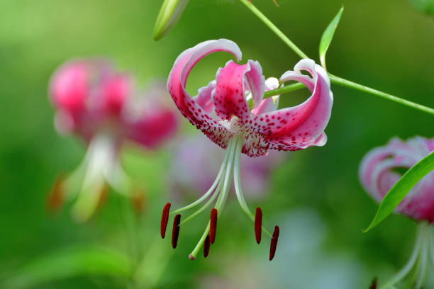 istock Japanese lily / Lilium speciosum 1263615525