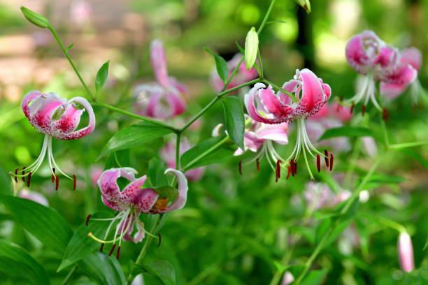 istock Japanese lily / Lilium speciosum 1263615528