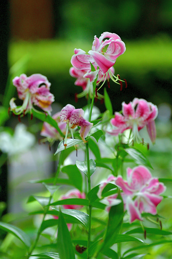 Native to southern Japan and southern China, lilium speciosum is an East Asian species of plants in lily family. Also called Japanese lily, the flowers are pink or white in color with pink specks, flowering in July,  August and September, with strong scent. 
In Japan, it is listed as an endangered species.