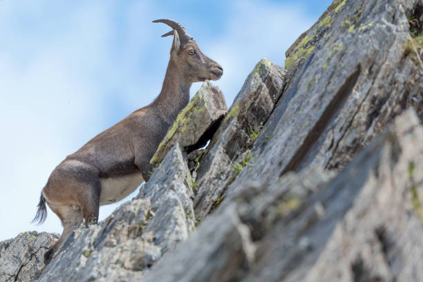 istock Alpine ibex female moving up on mountain ridge (Capra ibex) 1263616306