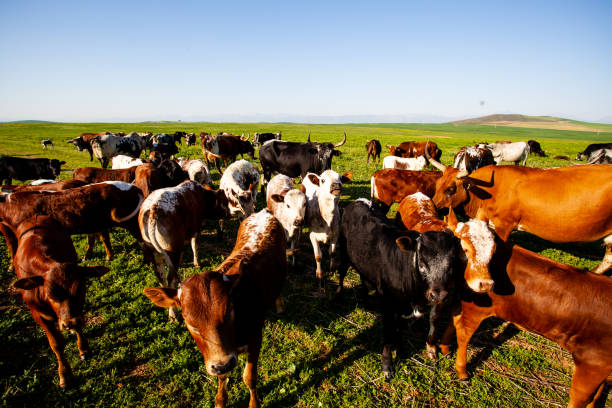 Free-range cattle with horns and multi-colored hides gather in a green meadow in the Swartland region of the Western Cape, South Africa, under a clear blue sky.