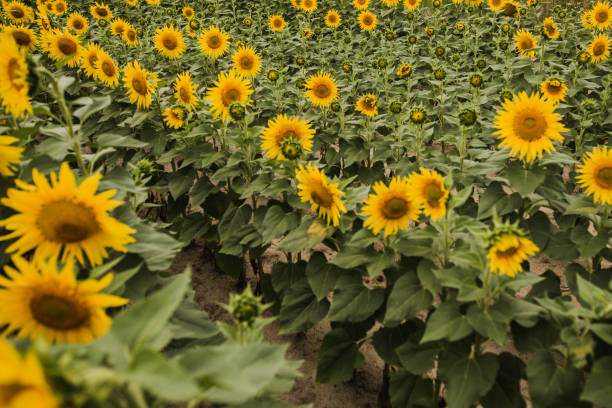 istock large field with yellow sunflowers 1263617252