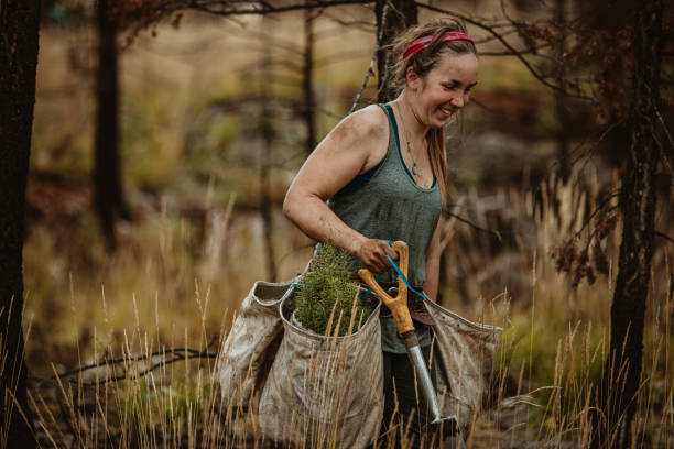 kobieta leśniczy sadzenia nowych drzew - lumber industry reforestation tree forest zdjęcia i obrazy z banku zdjęć