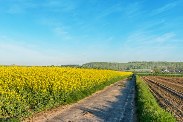 istock Dirt road with canola field 1263618992