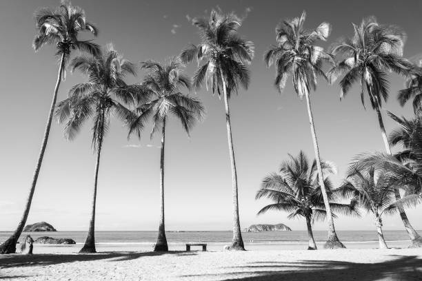 spiaggia tropicale vuota con palme al mattino, bianco e nero - black and white costa rica palm tree beach foto e immagini stock