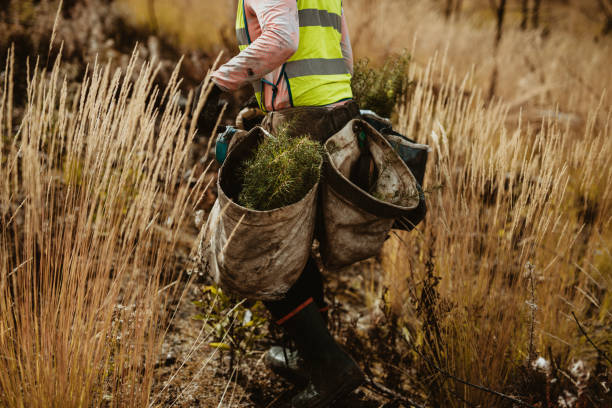 istock Forester with bag full of pine seedlings 1263619145