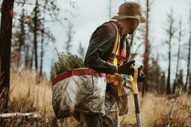 istock Forester working in deforested area of the forest 1263619219