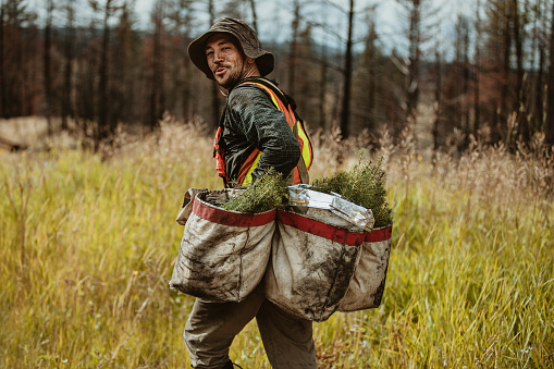 Forester walking through the forest carrying bag full of trees. Man working in forestry looking over shoulder at camera and smiling.