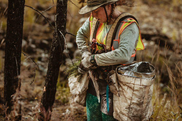 istock Woman planting pine seedling in forest 1263619482