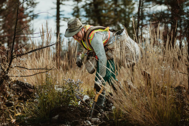 istock Woman planting saplings in forest 1263620036