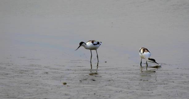 istock two black and white Herons which are fishing 1263623894