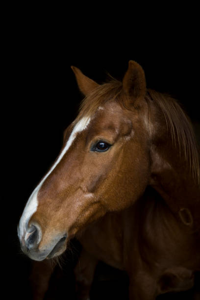 istock Horse portrait 1263624140