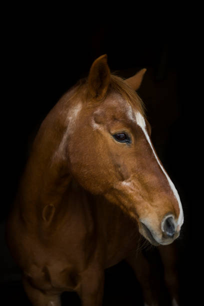 istock Horse portrait 1263624166