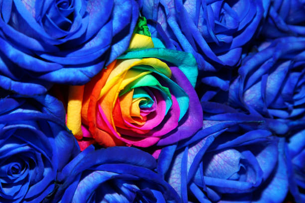 fondo de rosas azules frescas creativas en el centro de la rosa multicolor - foto de stock