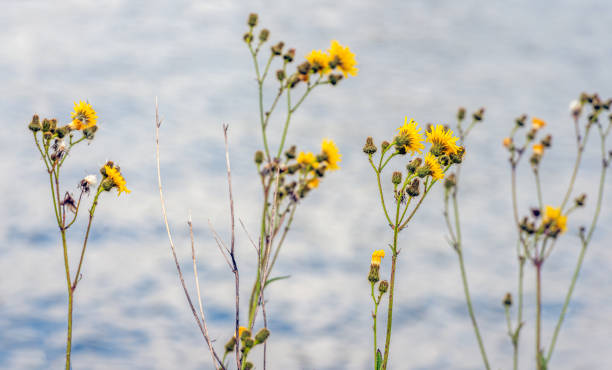 mountain flower in the rocks