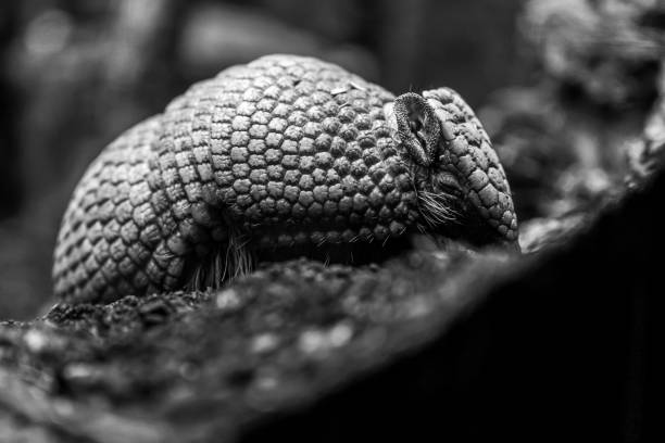 Armadillo in Grass