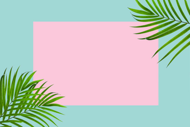 istock Natural green palm leaf with white frame on pastel pink and blue background 1263625847