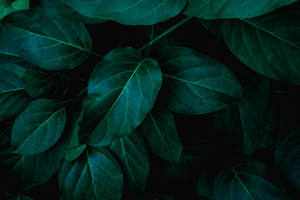 istock closeup nature view of green leaf background 1263625964