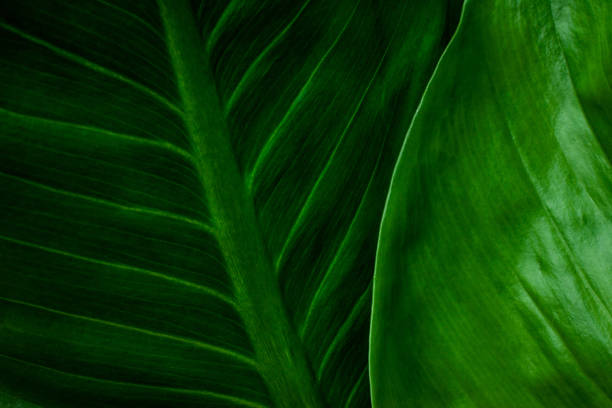 istock closeup nature view of green leaf background 1263626007