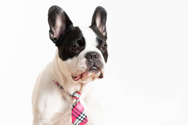French Bulldog with necktie on the pure white background.