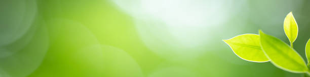 istock Green leaf background for banner and cover page. 1263629402