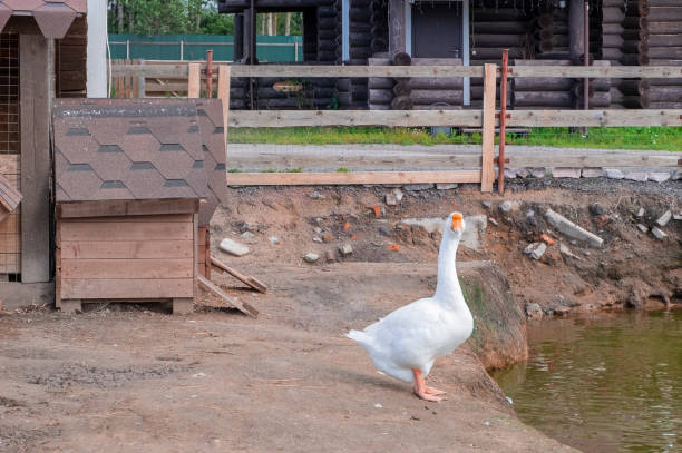 A large white goose stands near a pond in a bird's yard. Rural life, cottage style concept. Horizontal orientation, selective focus.