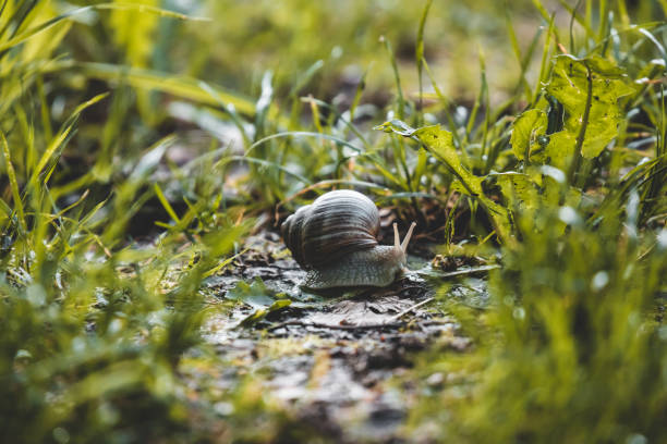 istock Small world, snail world 1263630035