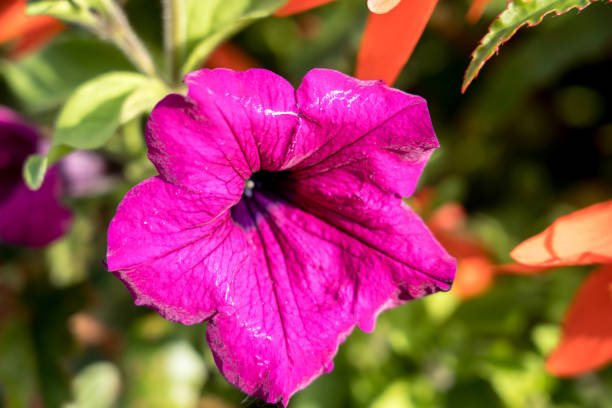 istock Beautiful petunia flowers 1263630063