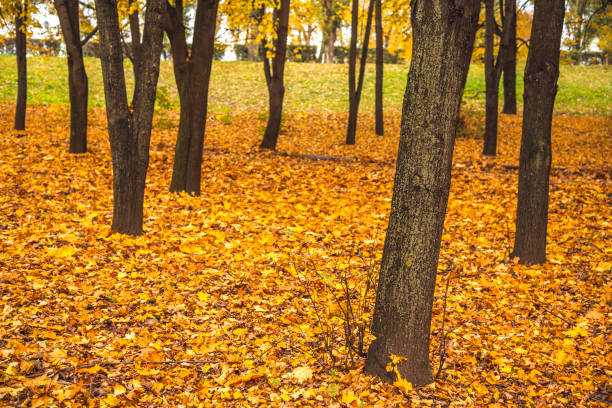 istock Beautiful autumn park 1263630923