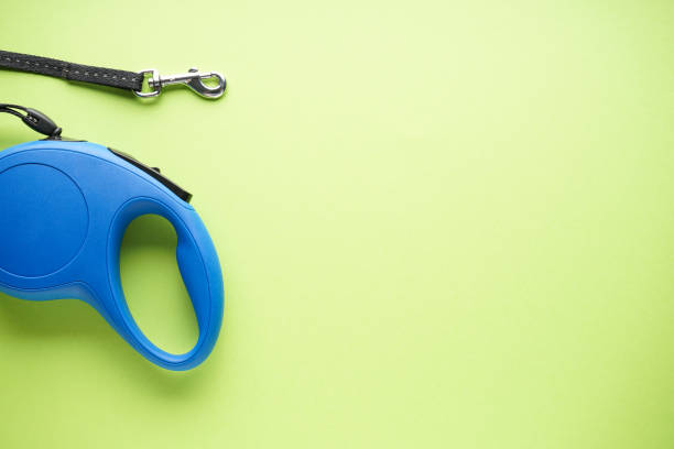istock Blue retractable dog leash on a green background, with space for text. Flat lay. 1263631011