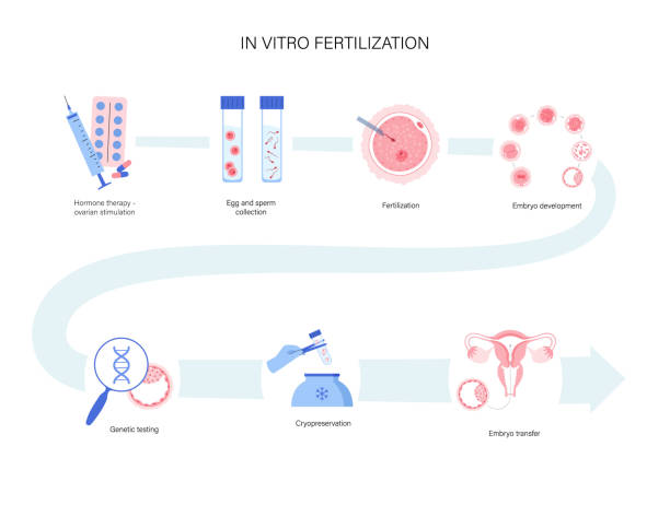 ilustrações, clipart, desenhos animados e ícones de fertilidade humana - human fertility artificial insemination embryo human egg