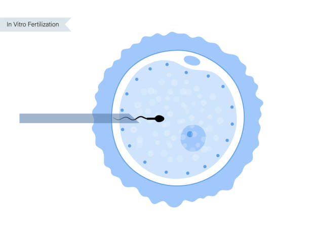 ilustrações, clipart, desenhos animados e ícones de fertilidade humana - human fertility artificial insemination embryo human egg