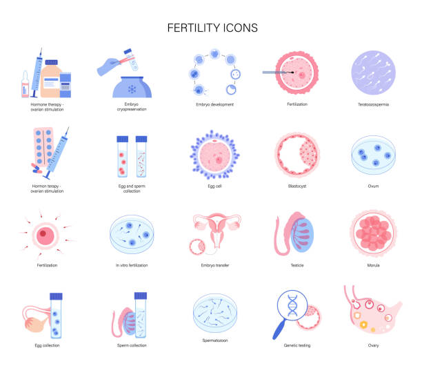 인간의 불임 - human fertility artificial insemination embryo human egg stock illustrations