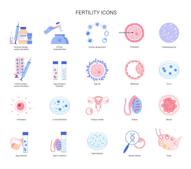 Human fertility In vitro fertilization set. Embryo development stage. Egg cell icon. Sperm collecting, processing in lab. Gene testing and cyropreservation concept. Medical poster for clinic. Flat vector illustration human fertility stock illustrations