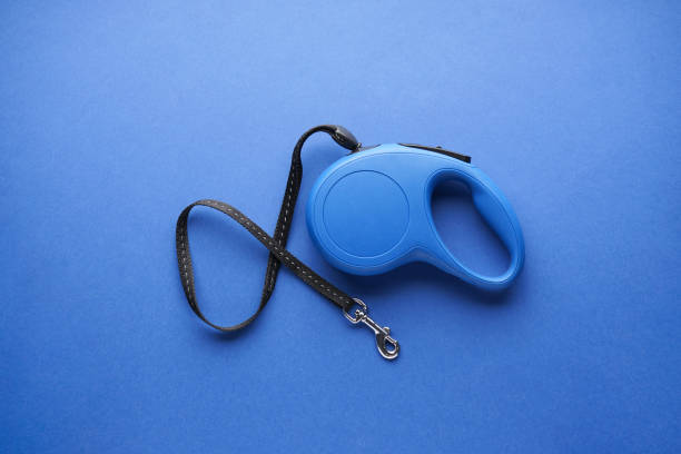 istock Blue retractable dog leash on a blue background, top view. 1263631263