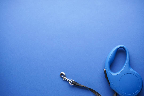 istock Blue retractable dog leash on a blue background. Space for text, flat lay. 1263631275