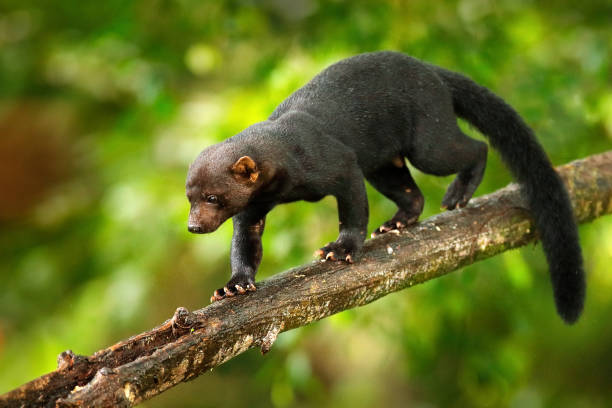 Tayra, Eira barbara, omnivorous animal from the weasel family. Tayra hidden in tropic forest, sitting on the green tree. Wildlife scene from nature, Costa Rica nature. Cute danger mammal in habitat. tayra, eira bárbara, animal omnívoro de la familia de las comadrejas. tayra escondido en el bosque trópico, sentado en el árbol verde. escena de vida silvestre de la naturaleza, la naturaleza de costa rica. lindo mamífero de peligro en el hábitat.