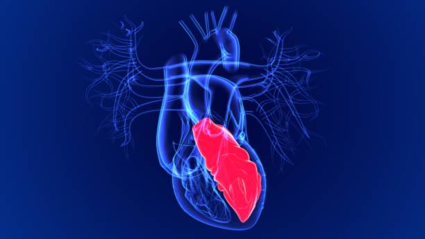 의학 개념을 위한 3d 일러스트 일러스트 인간의 심장 좌심실 - left ventricle 뉴스 사진 이미지