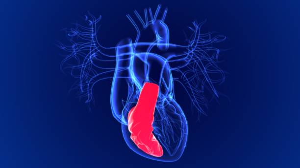 istock 3d Illustration Human Heart Right Ventricle For Medical Concept 1263633128