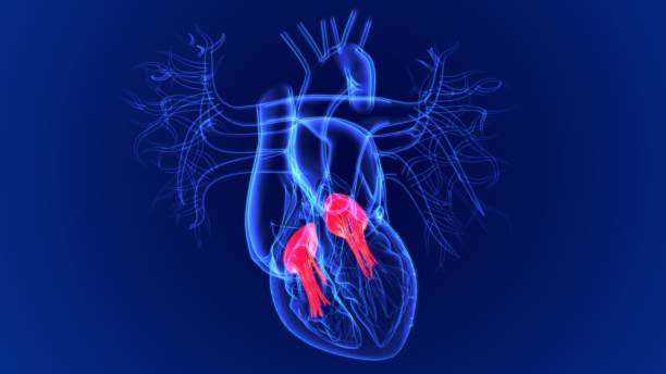 illustration 3d coeur humain tricuspid et valve bicuspide pour concept médical - valvule humaine photos et images de collection