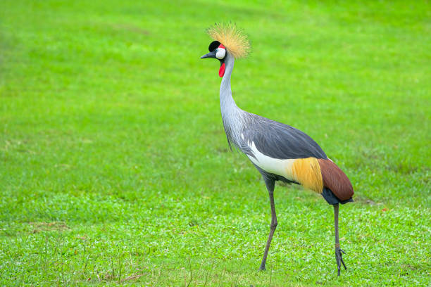 istock Grey Crowned Crane (Balearica regulorum) walks on the grass 1263633219