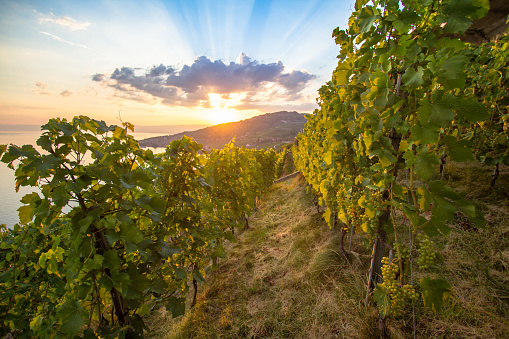 World famous vineyards in Lavaux region in Chexbres, Switzerland