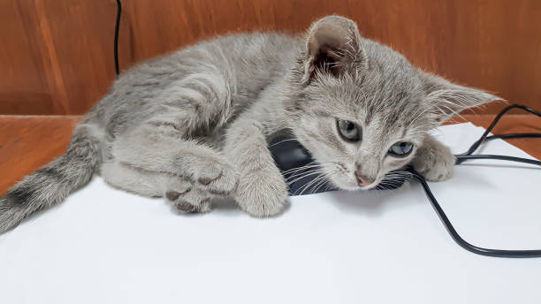 istock Little kitten plays with a computer mouse on the desktop. Foreground. For puzzles. 1263635603